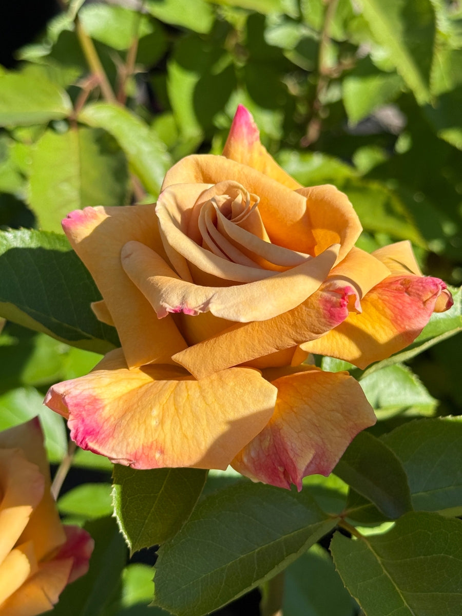 Grandiflora | Honey Dijon – Watson's Greenhouse