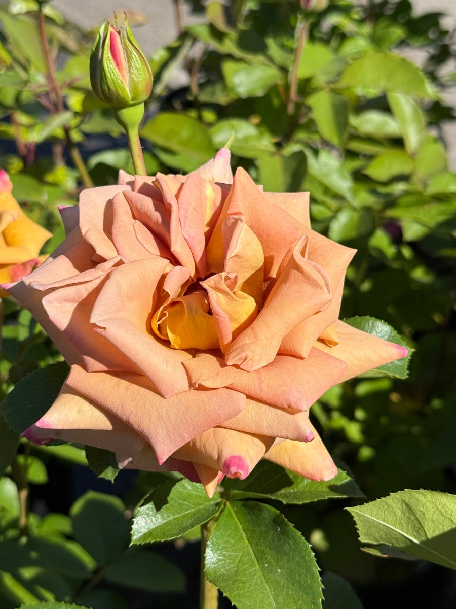Grandiflora | Honey Dijon – Watson's Greenhouse