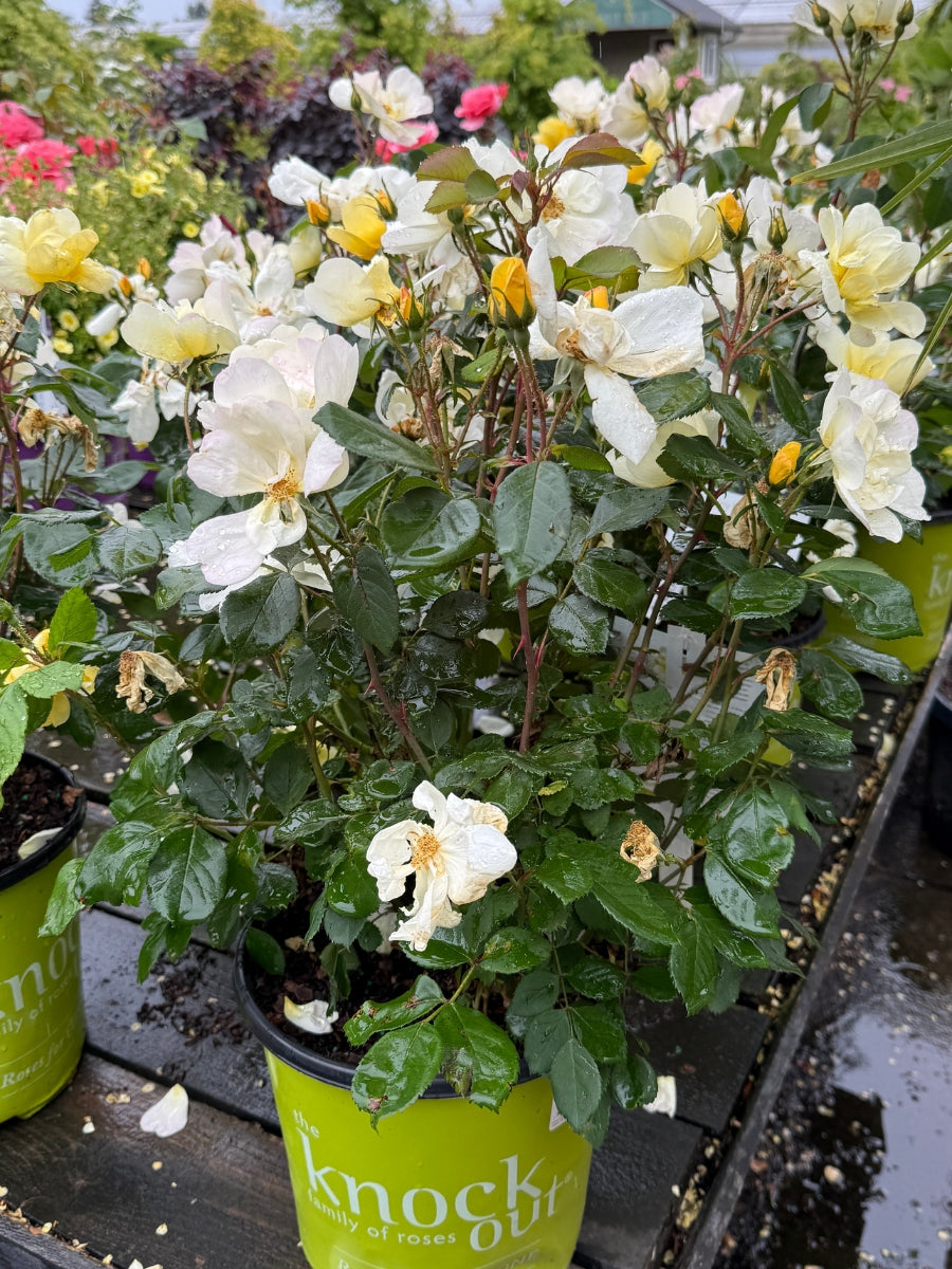 Shrub Rose | Knockout Sunny 2G