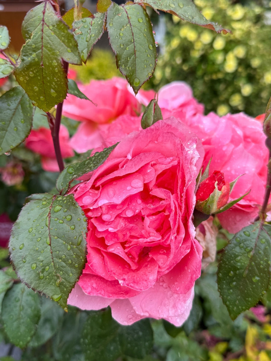 Shrub | Sweet Fragrance