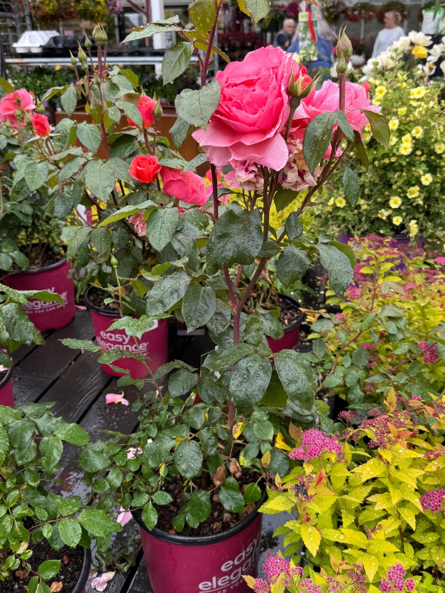 Shrub | Sweet Fragrance