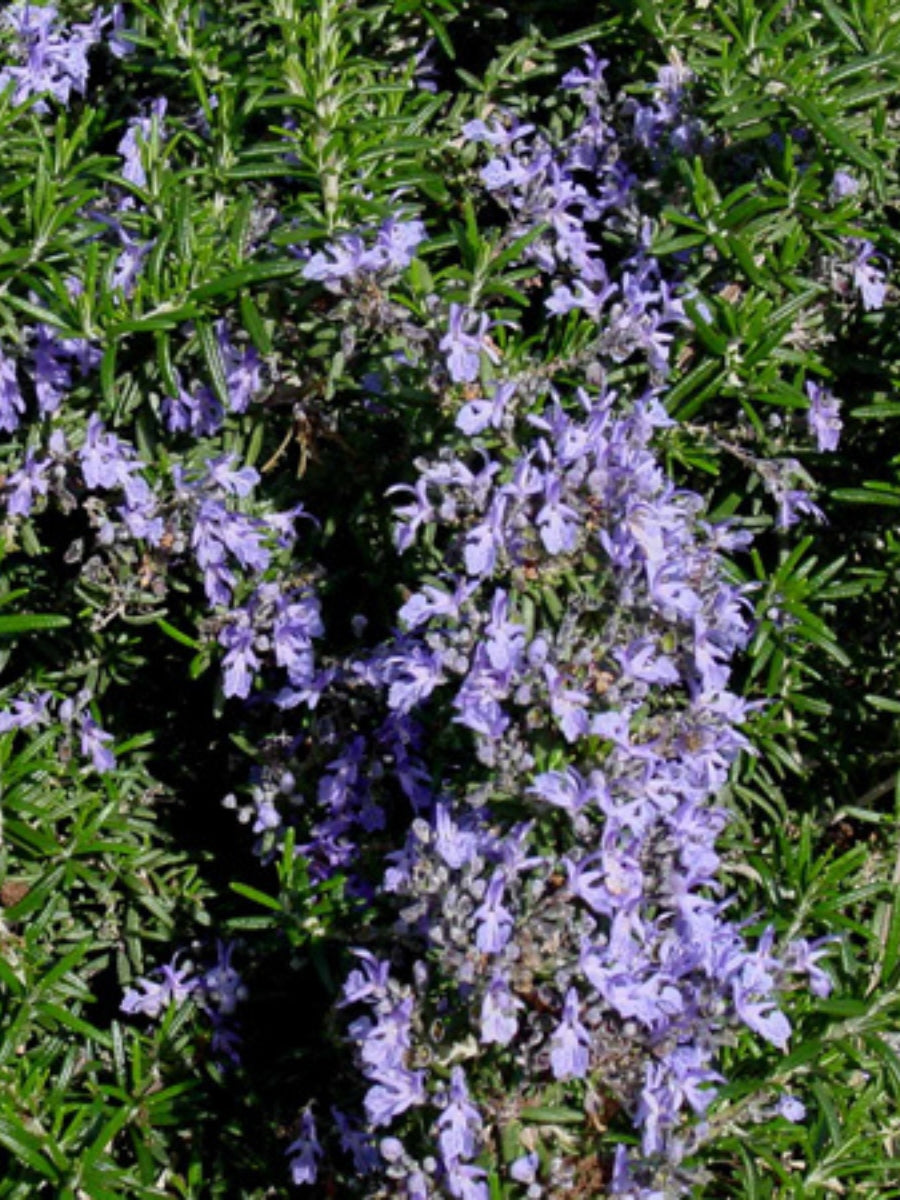 Rosemary Irene 4''