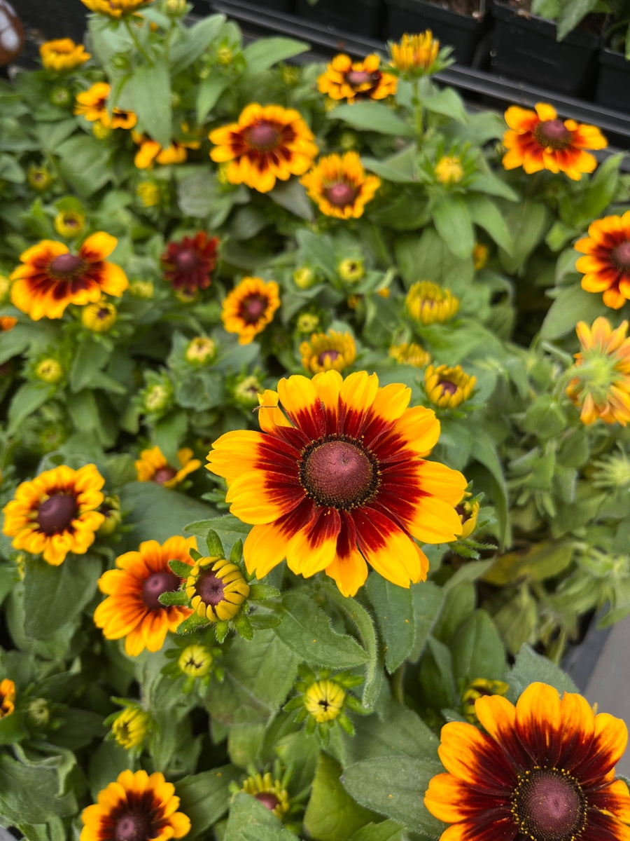 Rudbeckia Hirta 'Toto Rustic' 4''