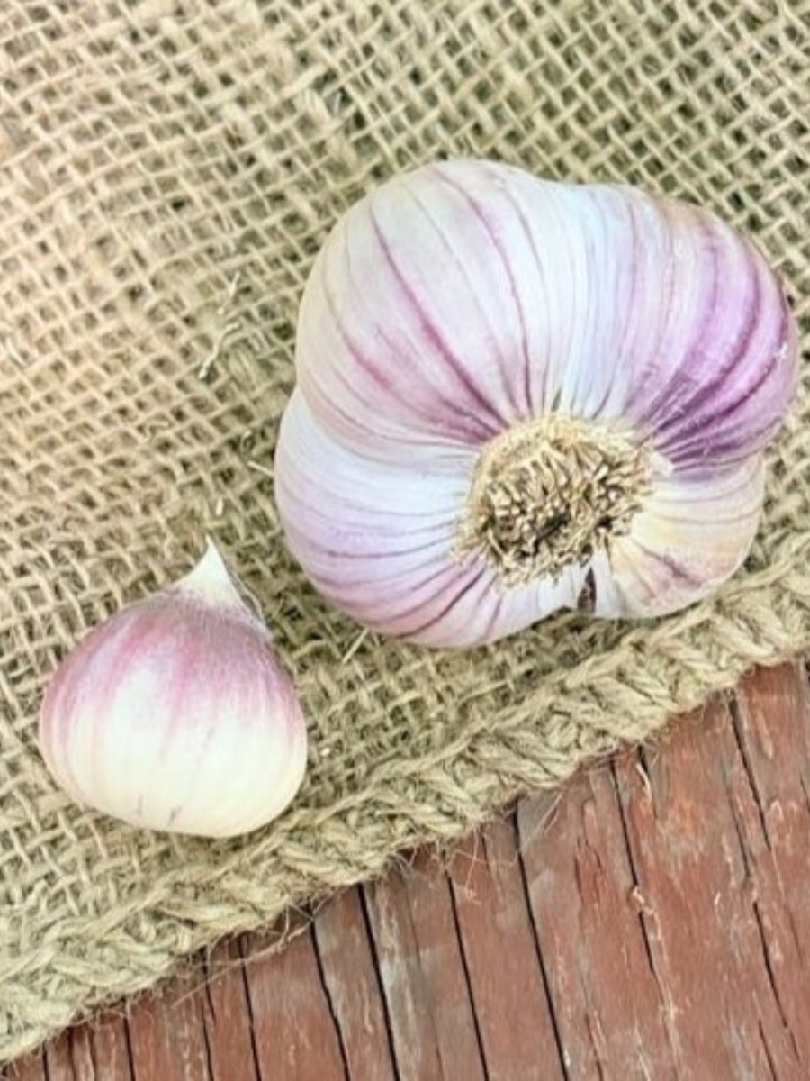 Garlic Hardneck 'Russian Red' - Edible Bulb