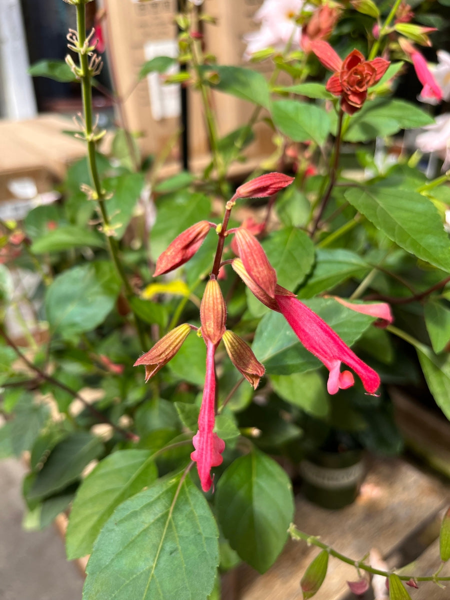Salvia Skyscraper Orange Qt.