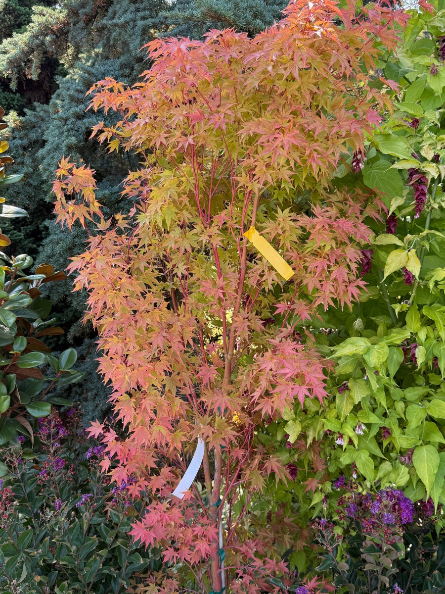 Japanese Maple | Acer palmatum 'Sango Kaku'