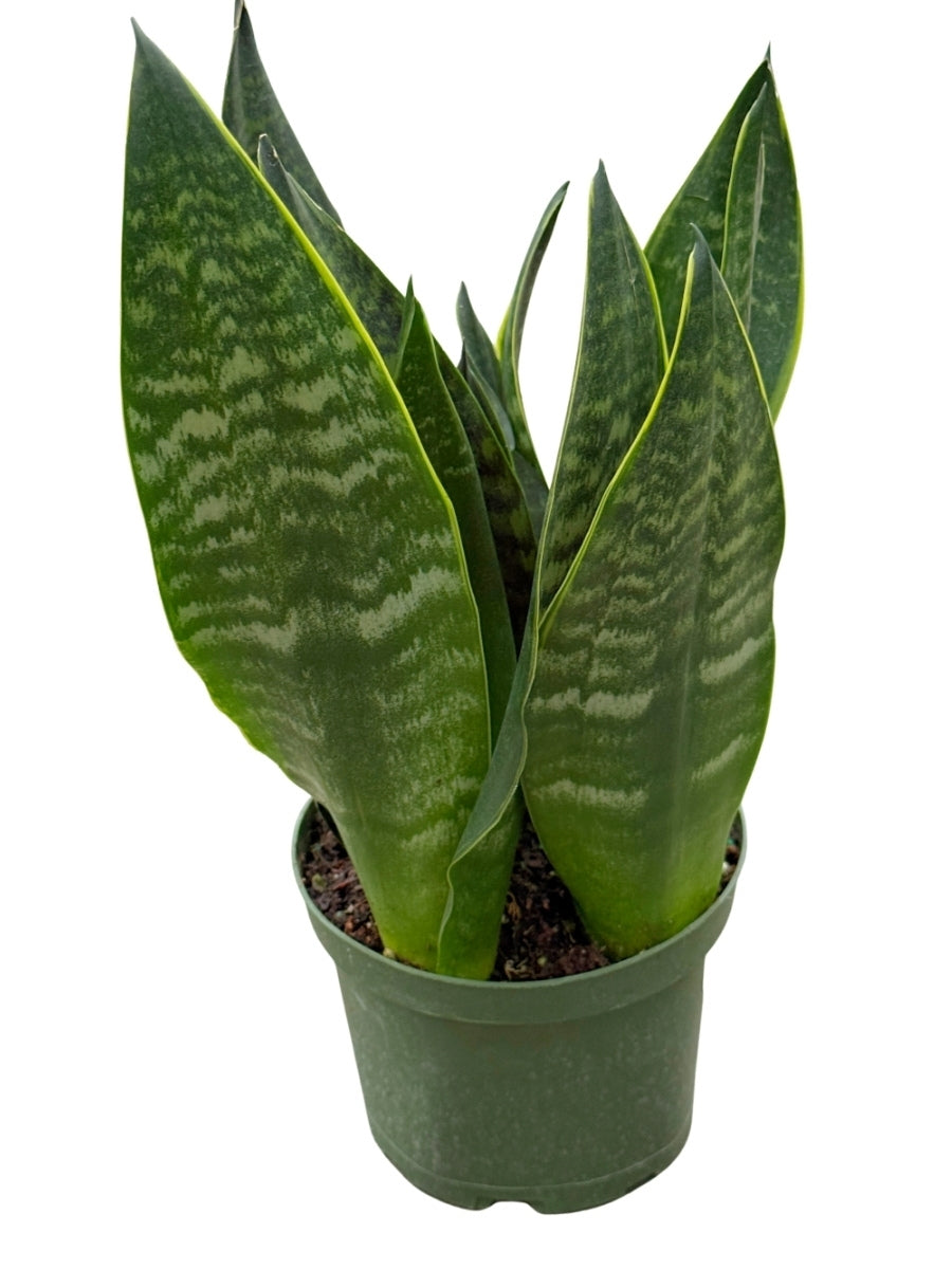 Sansevieria Black Moon 6''