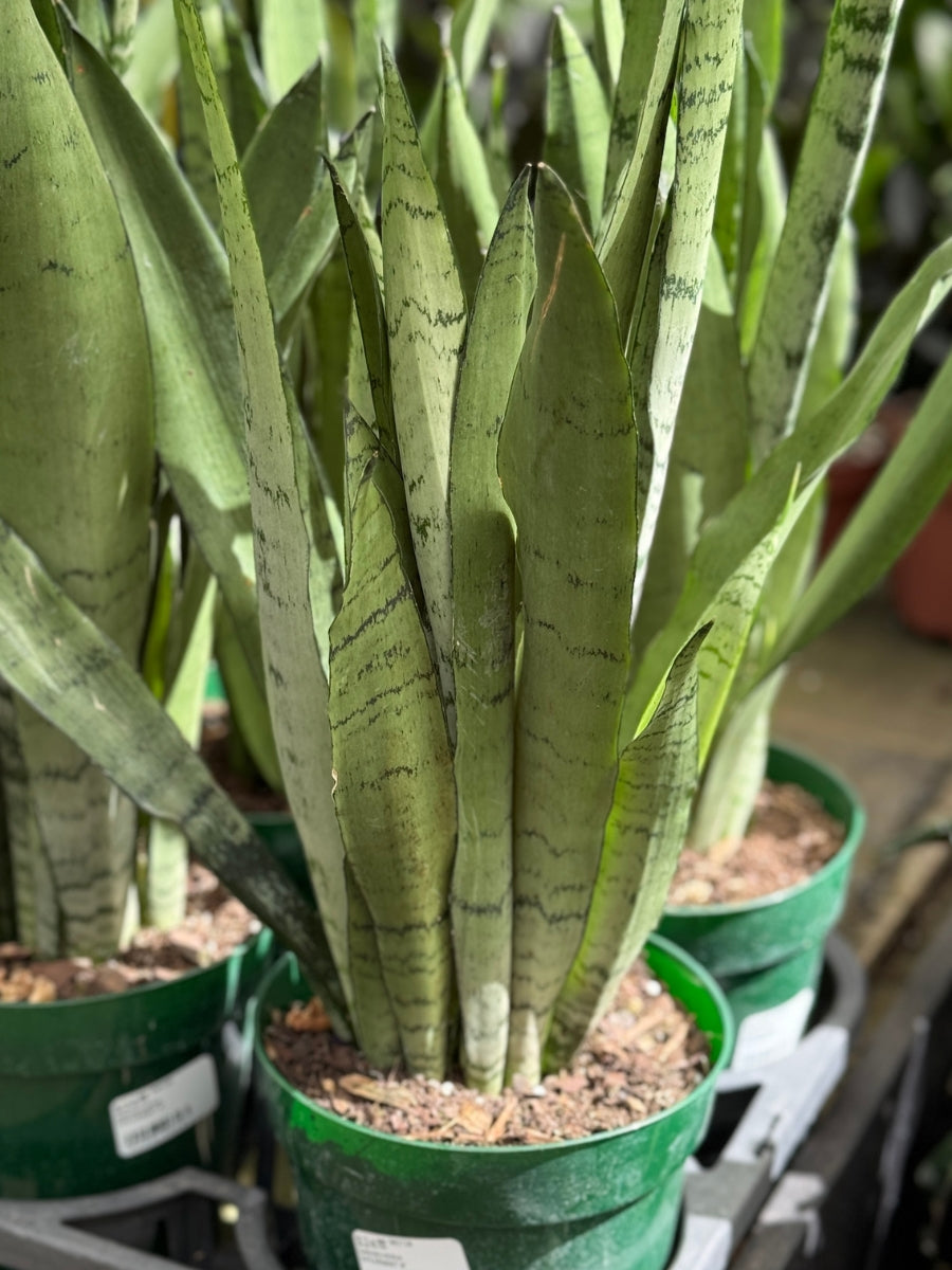 Sansevieria Spearmint 6''