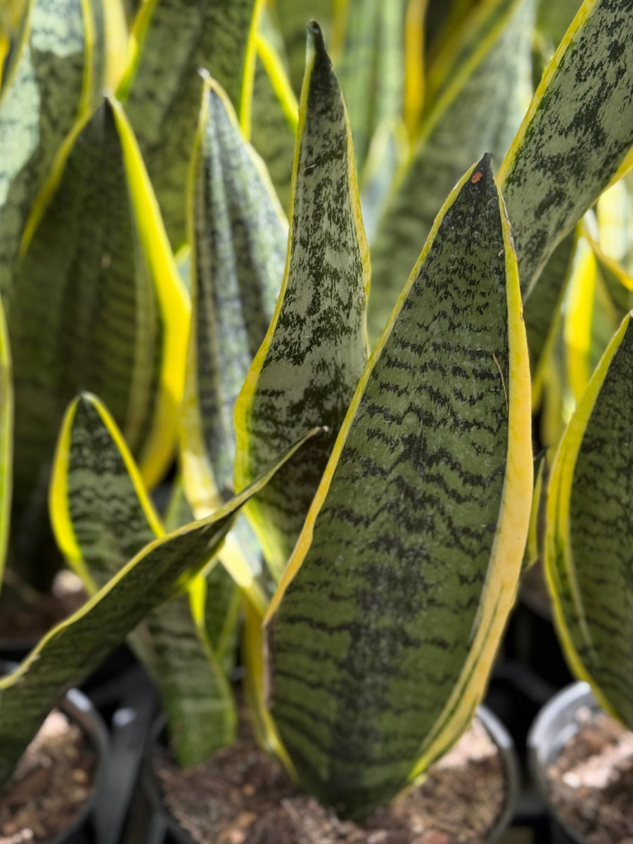 Sansevieria Superba 6''