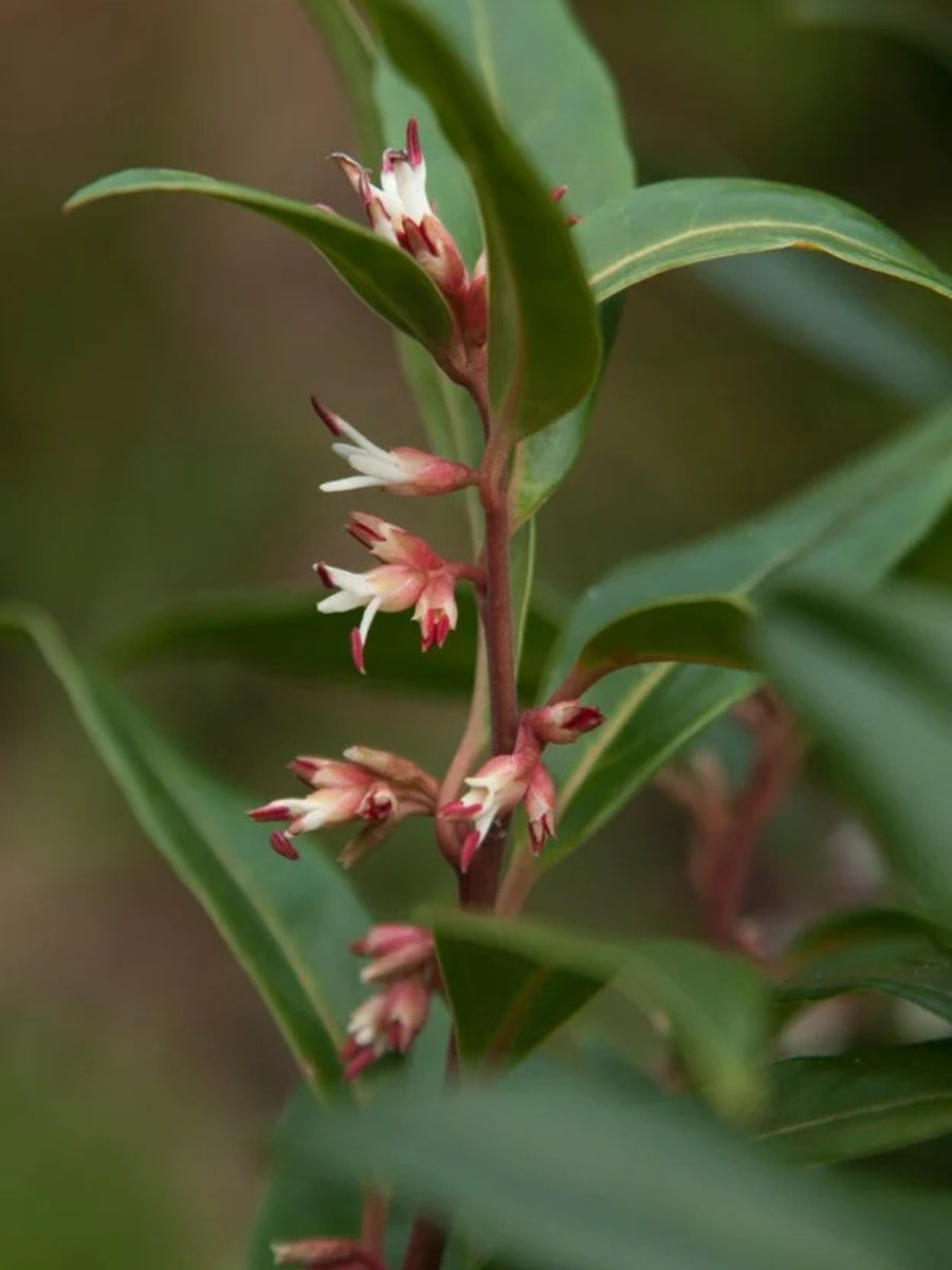 Sarcococca hookeriana Winter Gem 2G