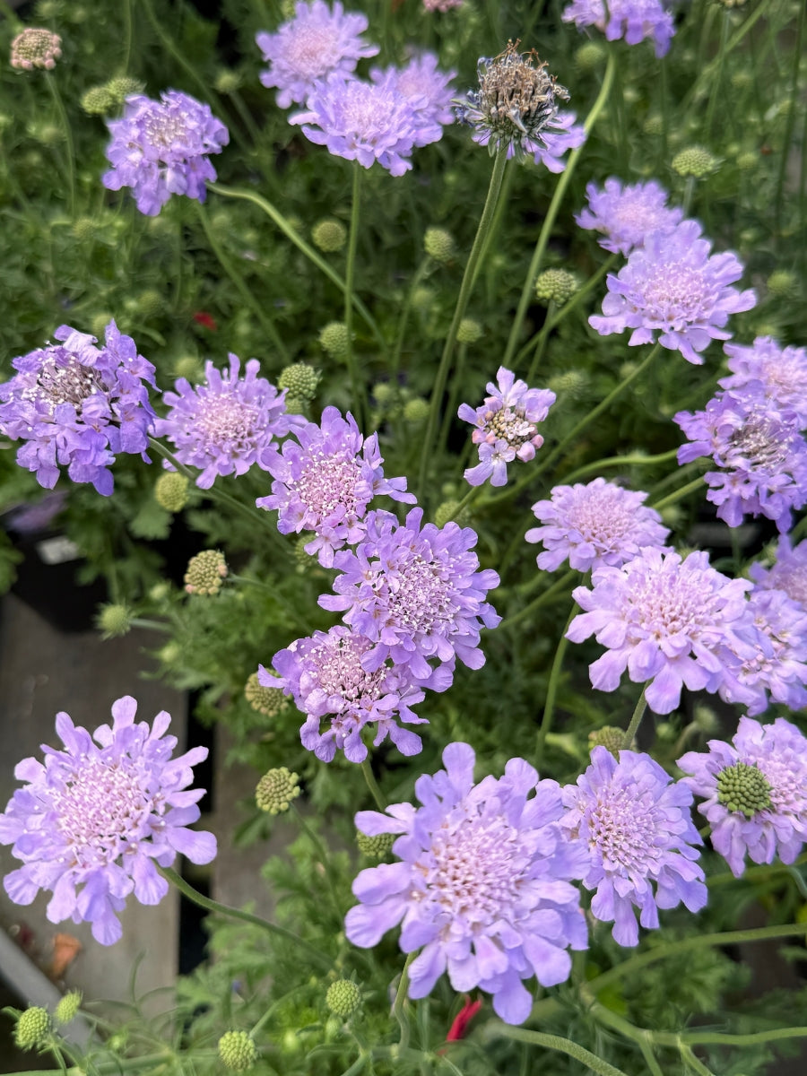 Scabiosa Flutter Deep Blue 1G