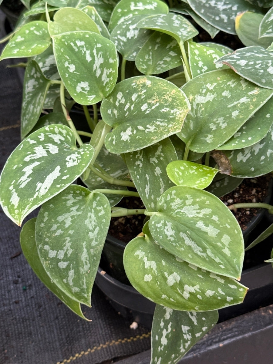 Scindapsus 6
