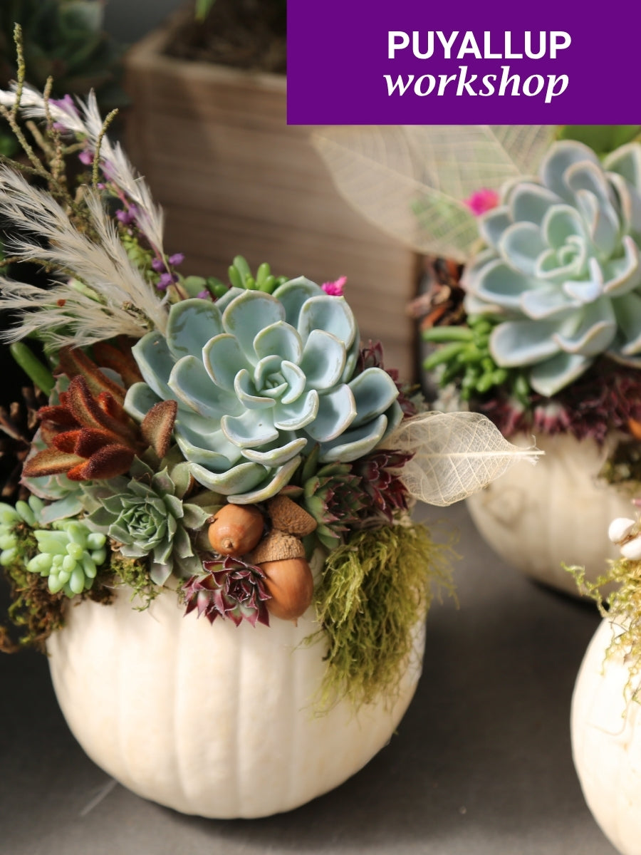 Sedum Pumpkin Workshop, Puyallup, Oct 18th, 1PM