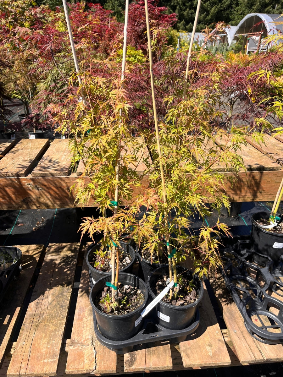 Japanese Maple | Acer palmatum 'Seiryu' 1G