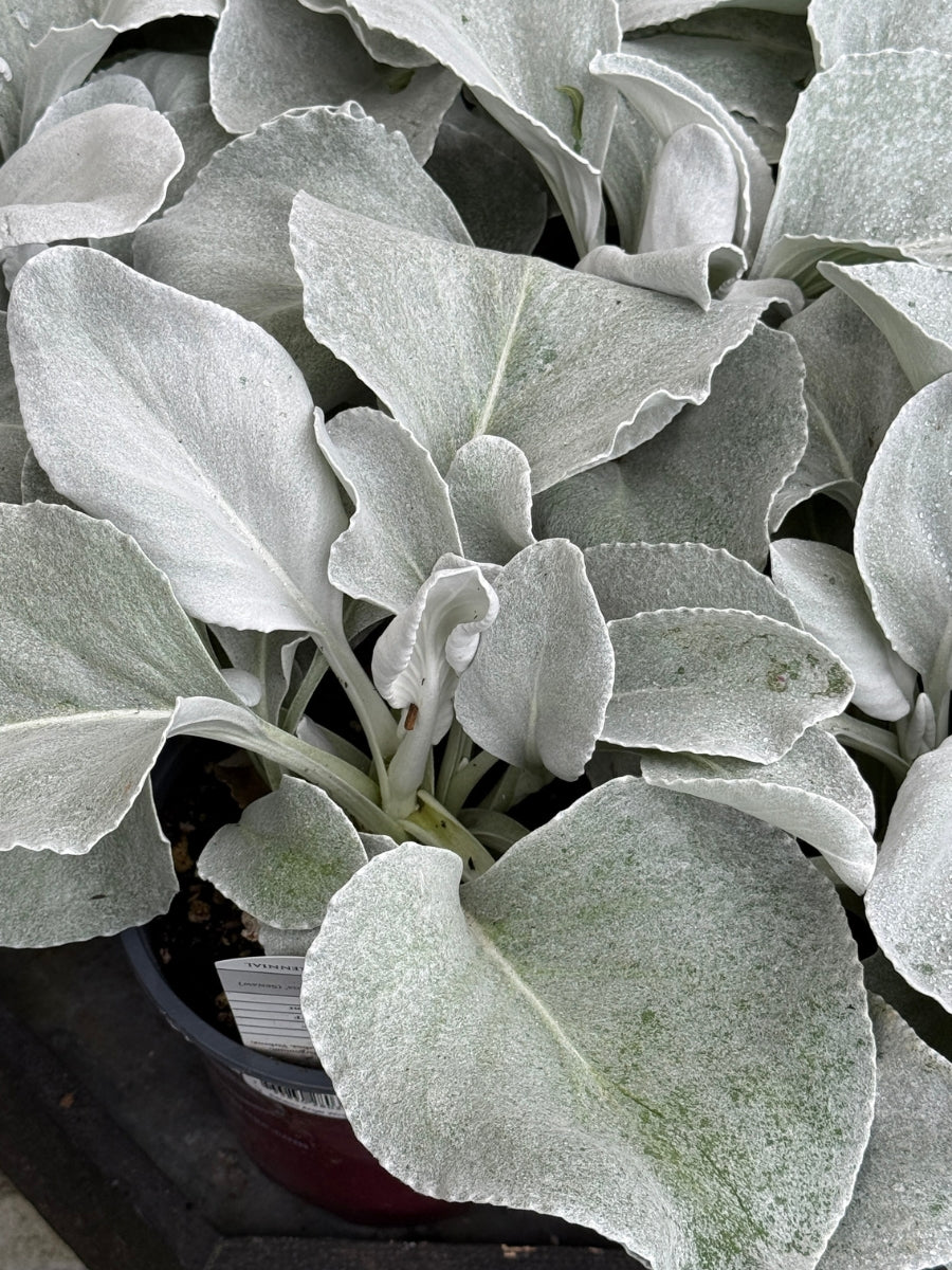 Dusty Miller Senecio 'Angel Wings' – Watson's Greenhouse