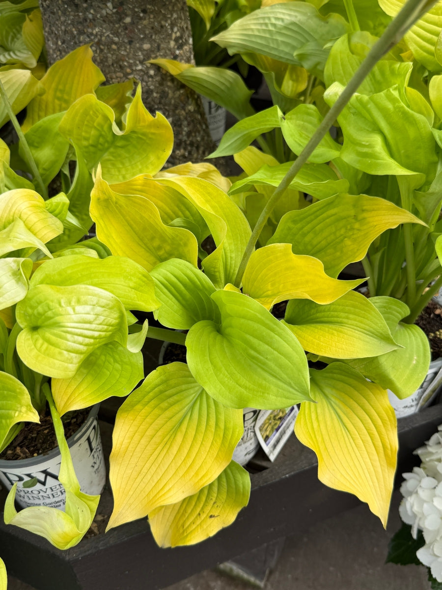 Hosta Shadowland® 'Coast to Coast' Qt.