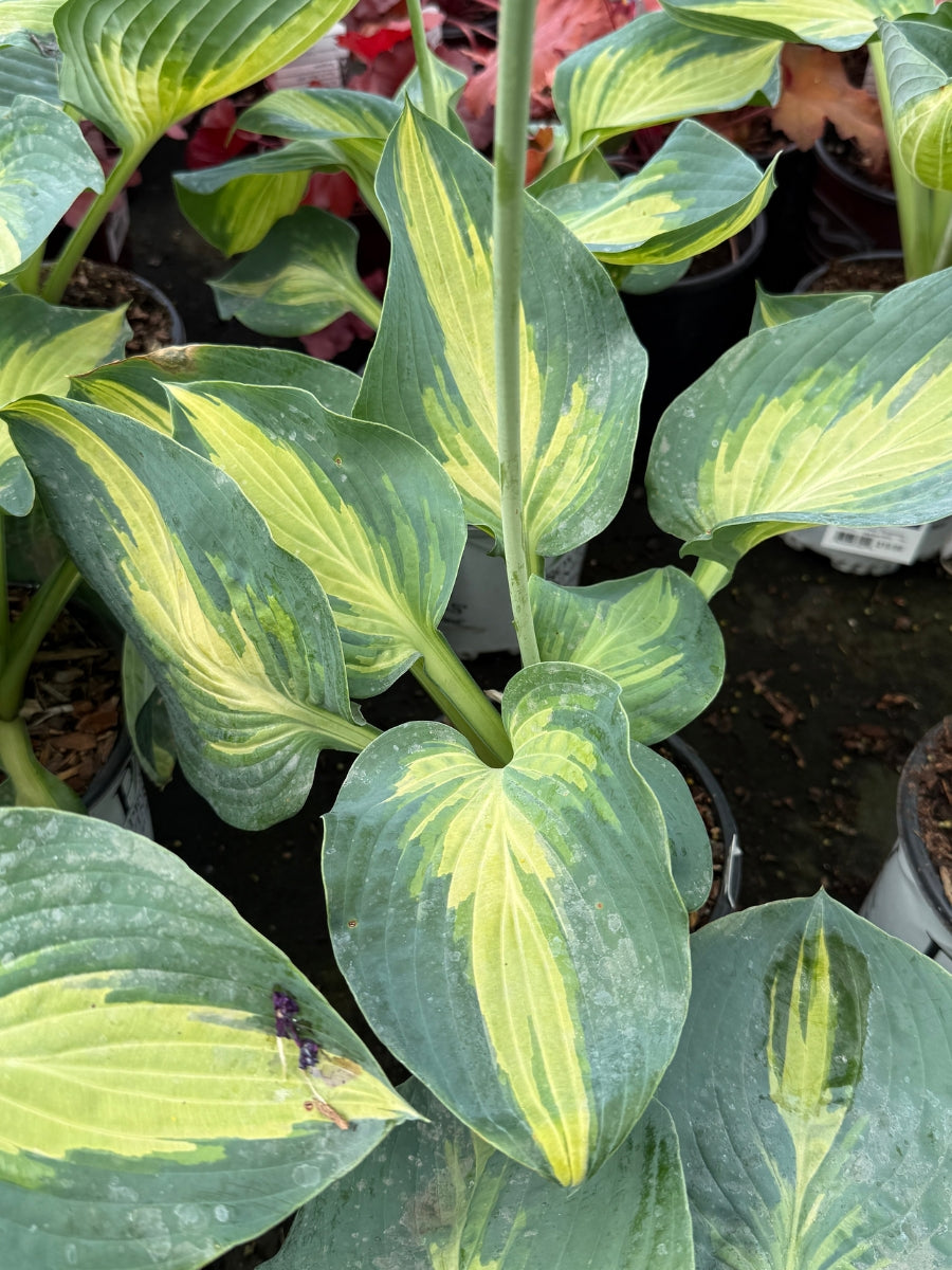 Hosta Shadowland 'Sound of Music' 1G
