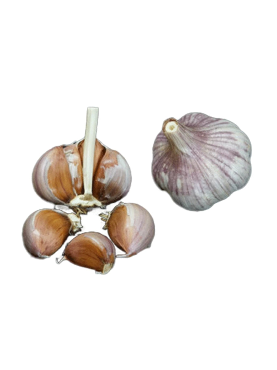 Garlic Hardneck 'Shandong' - Edible Bulb