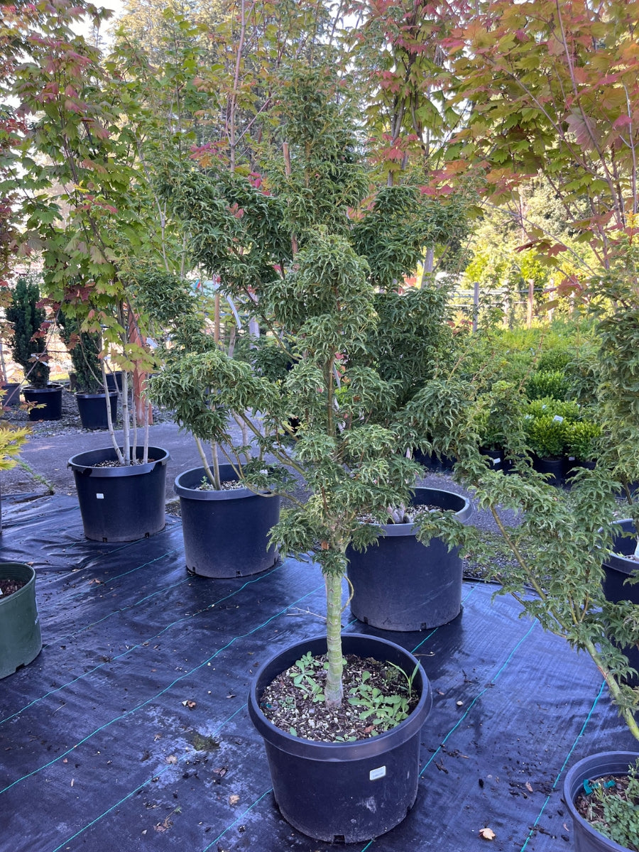 Acer palmatum 'Shishigashira'