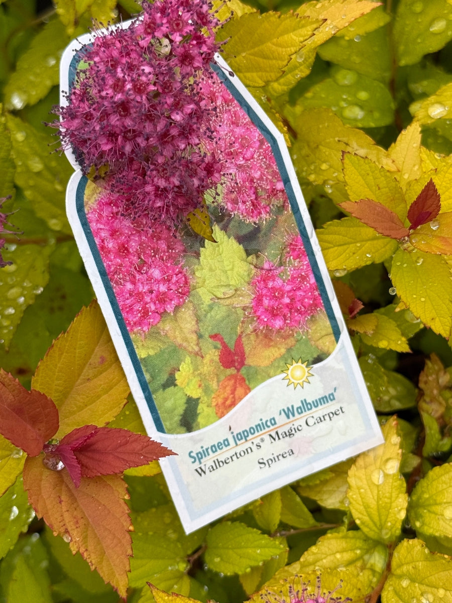 Spirea 'Magic Carpet'