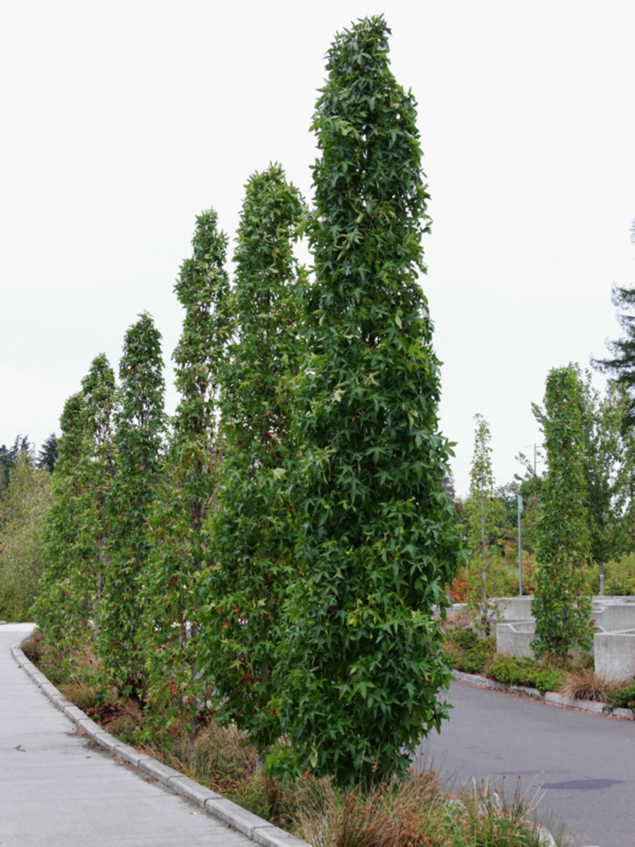 Liquidambar styraciflua 'Slender Silhouette' Sweetgum 7G