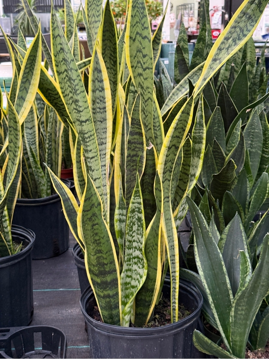 Sansevieria Laurentii 10''
