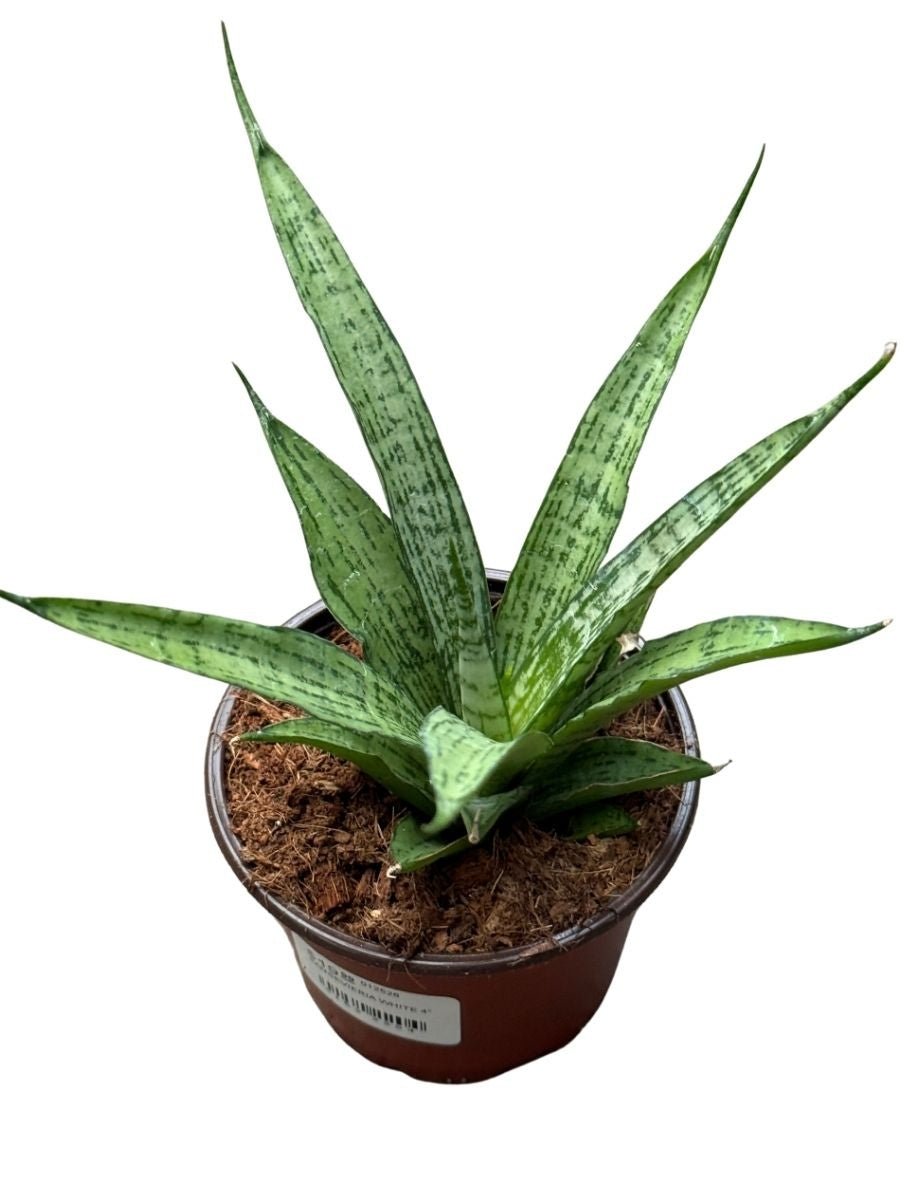 Sansevieria White 4''