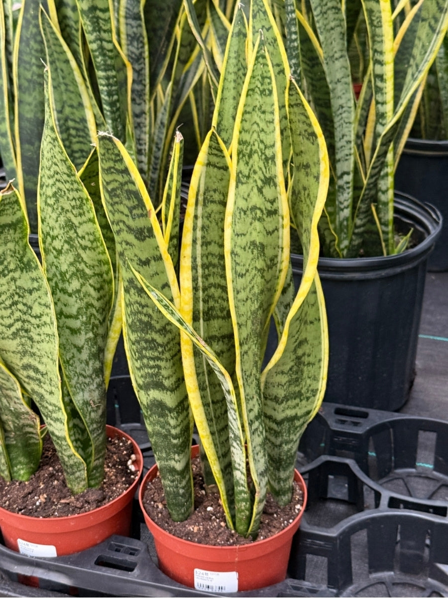 Snake Plant ‘Laurentii’ 6