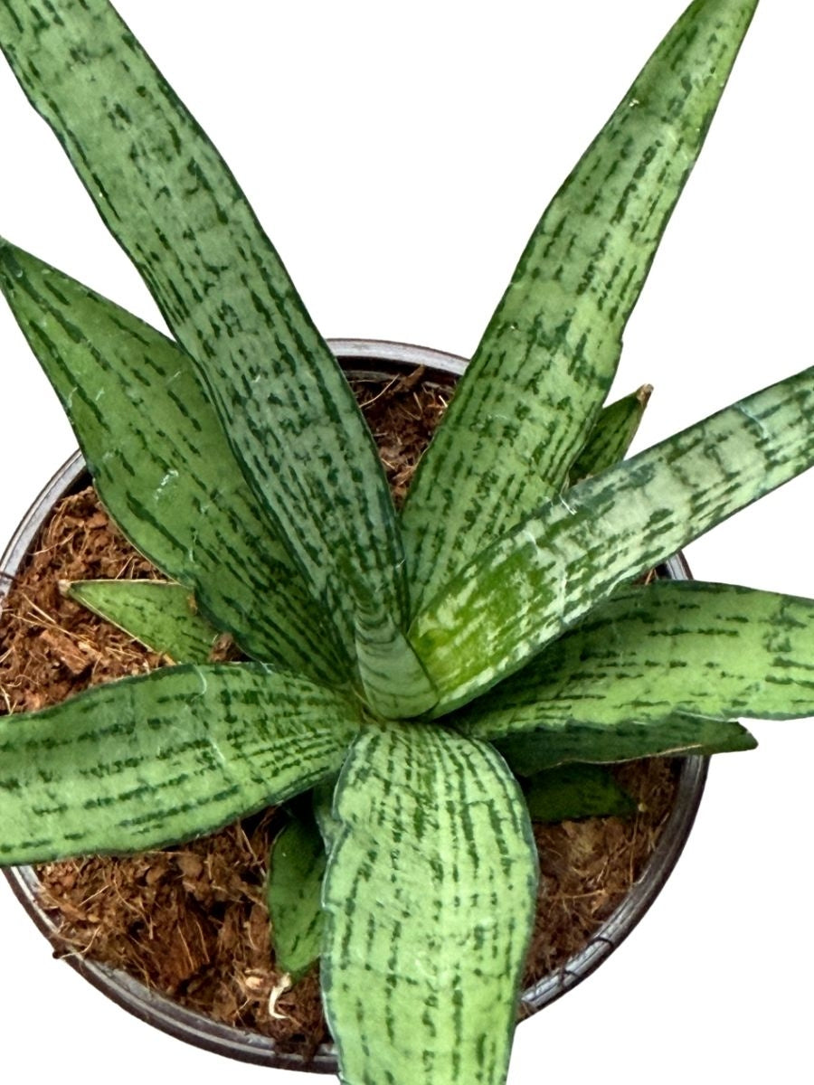 Sansevieria White 4''