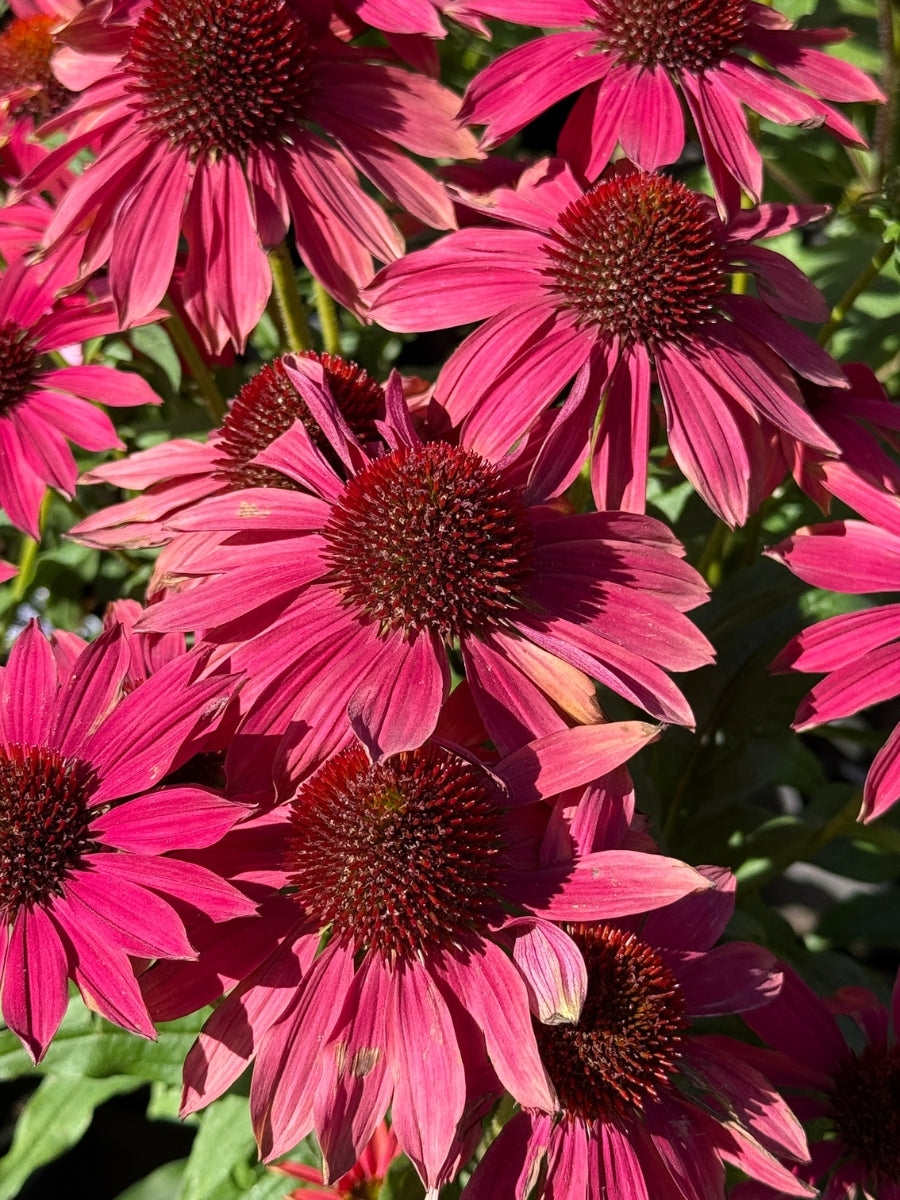 Echinacea Sombrero® 'Baja Burgundy' 1G