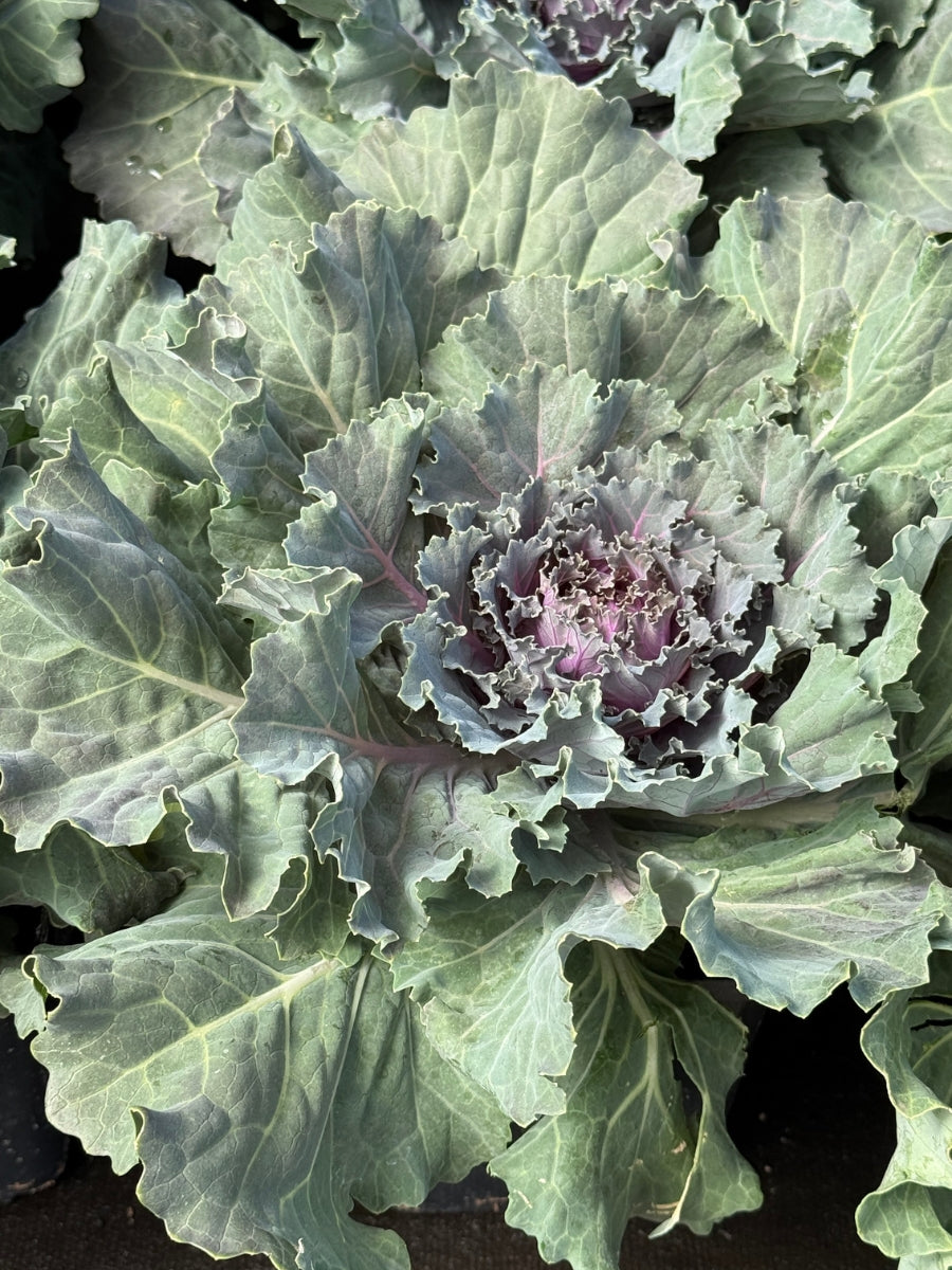Cabbage Kale 'Songbird Pink' 1G