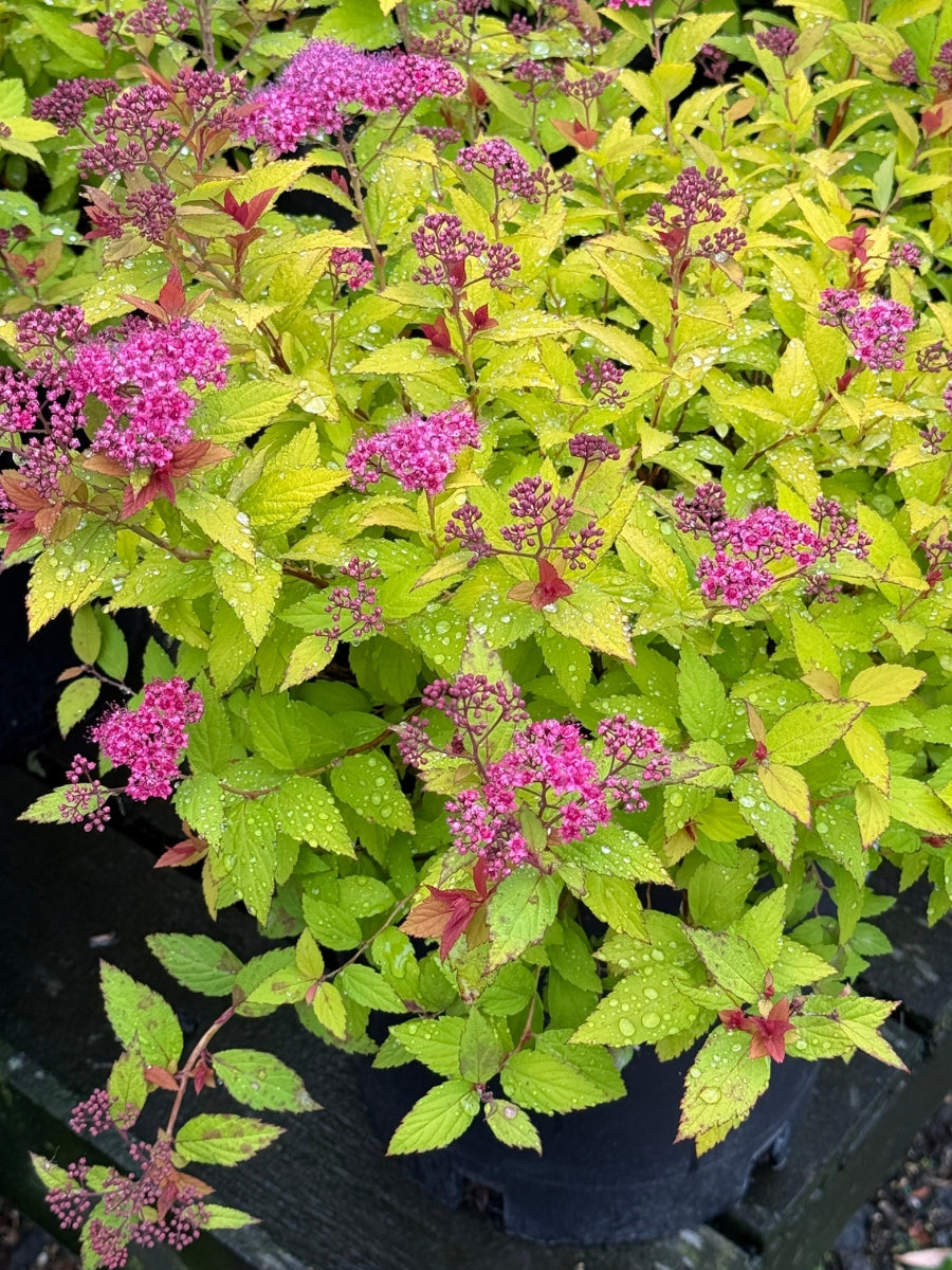 Spirea 'Magic Carpet' – Watson's Greenhouse