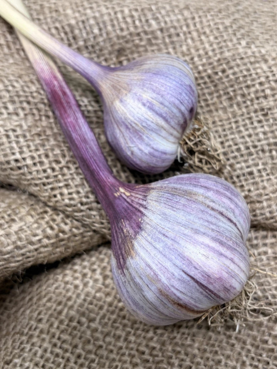 Garlic Bulb - Spring Violet