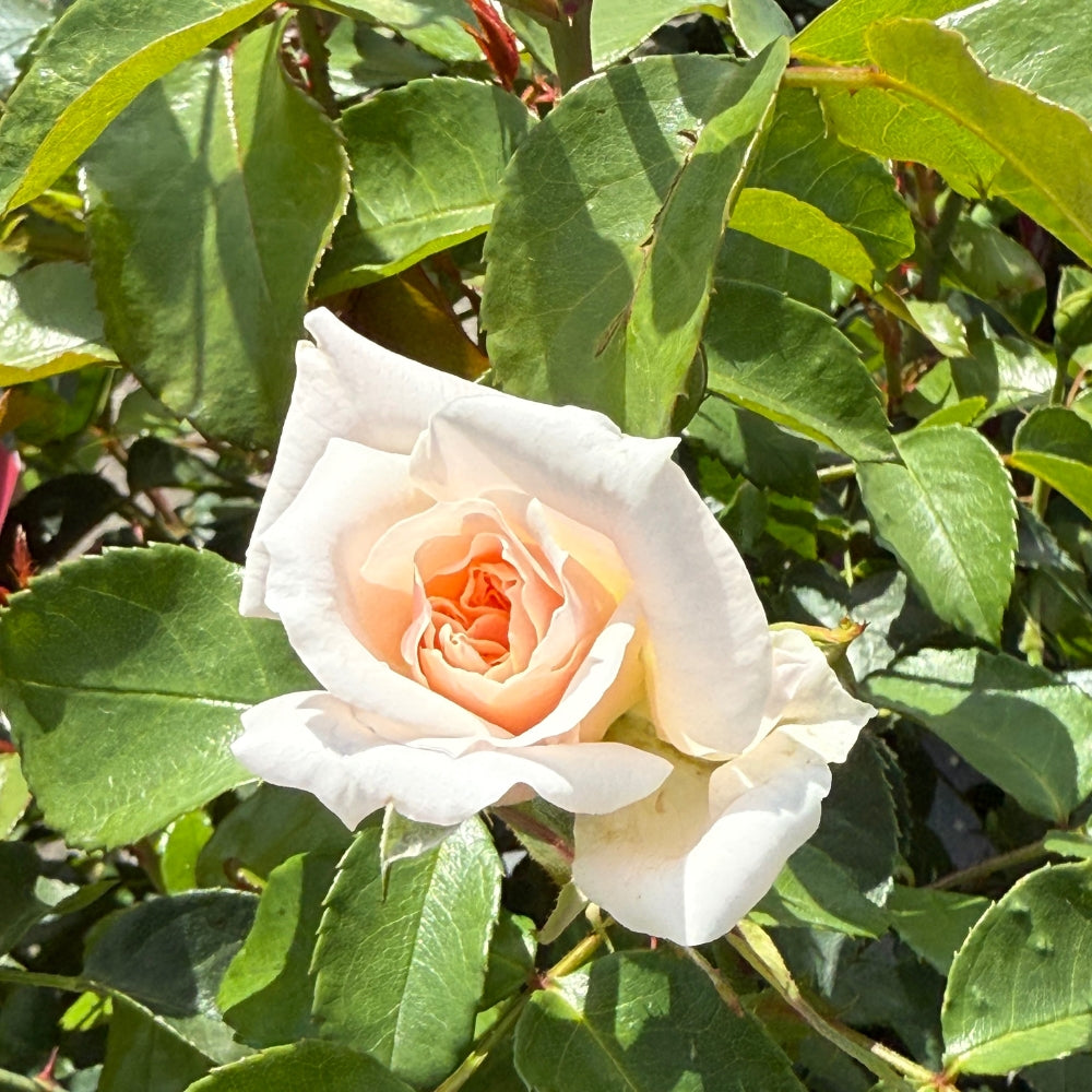 Watson's Greenhouse 