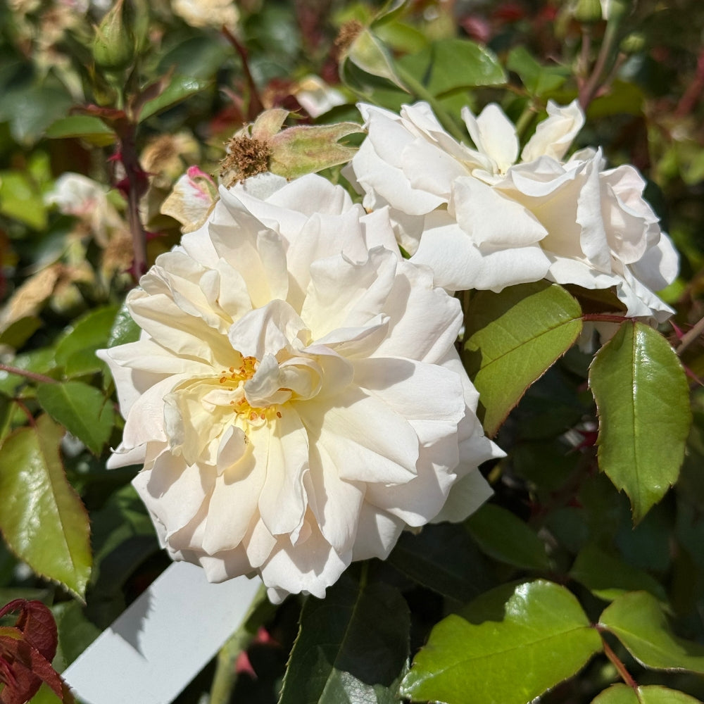 Watson's Greenhouse 