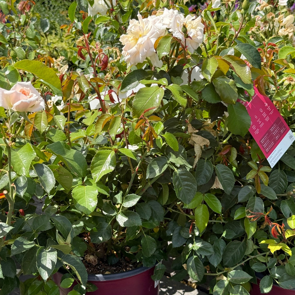 Watson's Greenhouse 