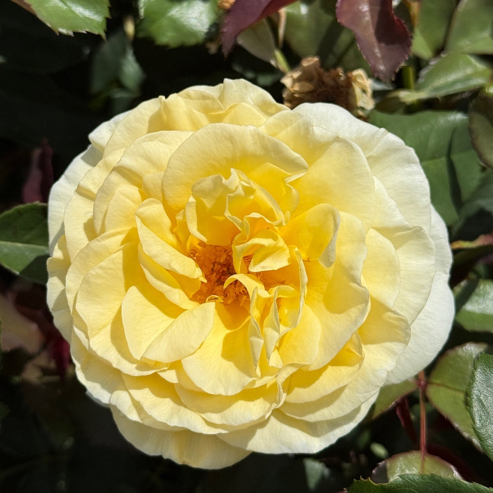 Watson's Greenhouse 