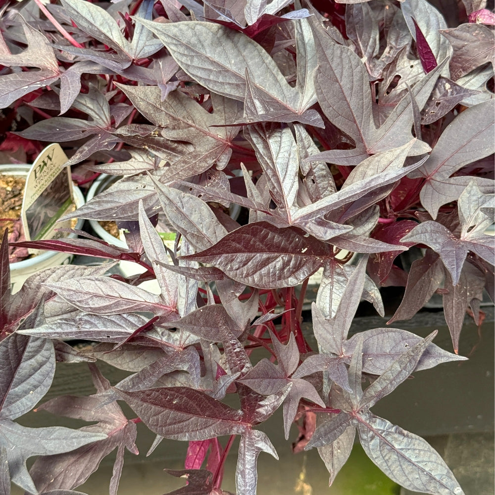 Watson's Greenhouse 
