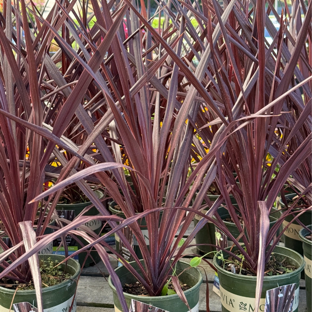 Watson's Greenhouse 