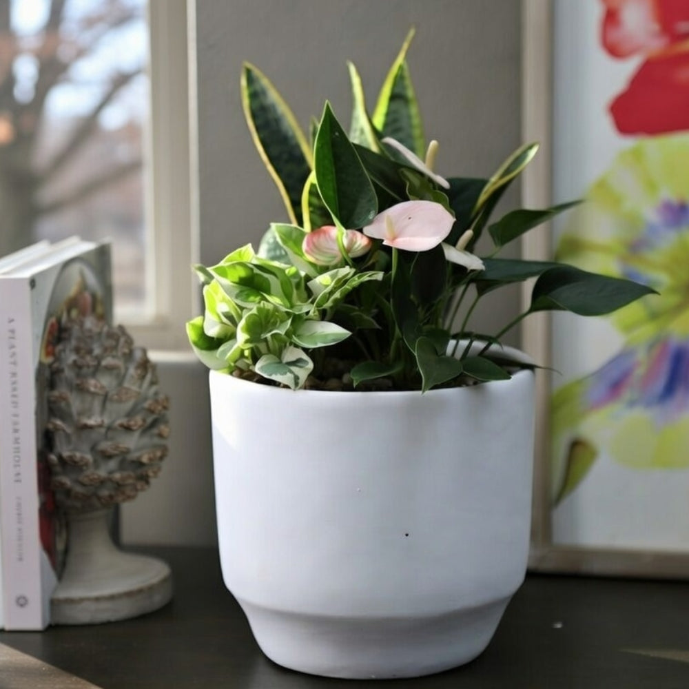 Original Designs – Watson's Greenhouse