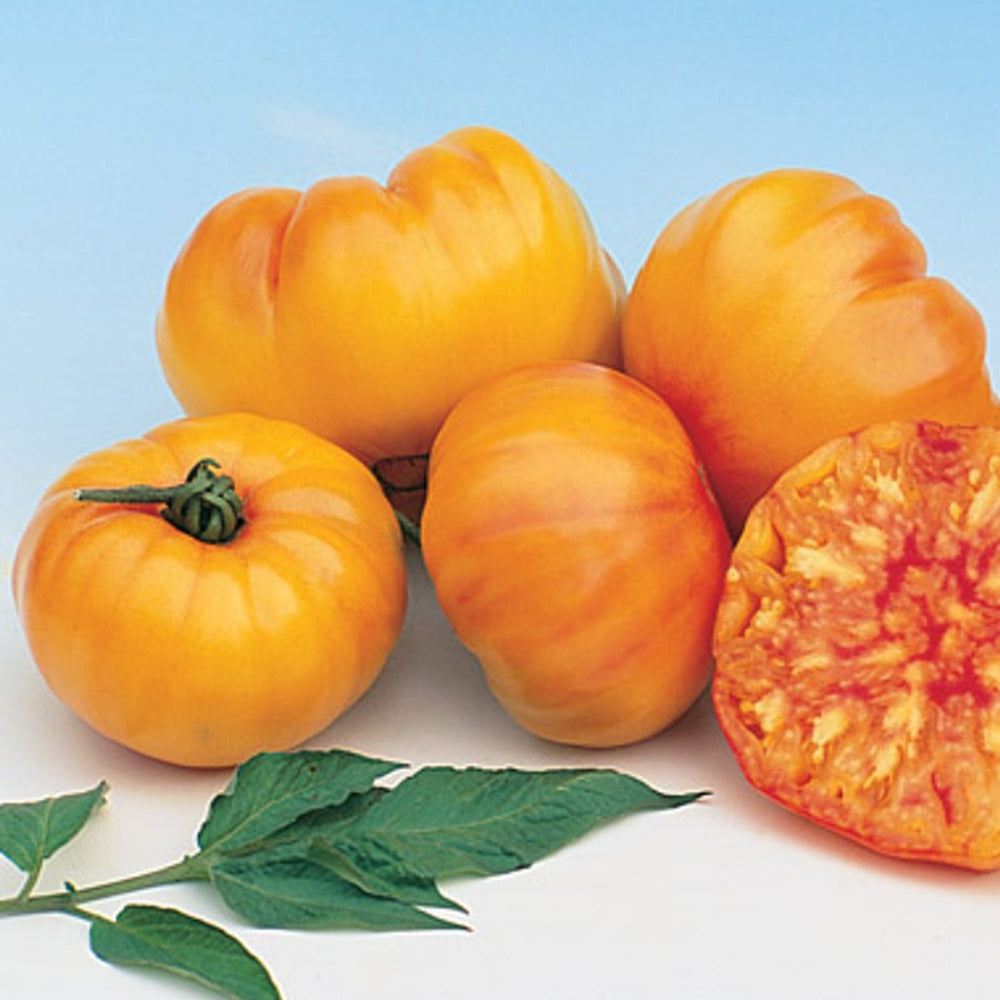 Tomato'rama – Watson's Greenhouse
