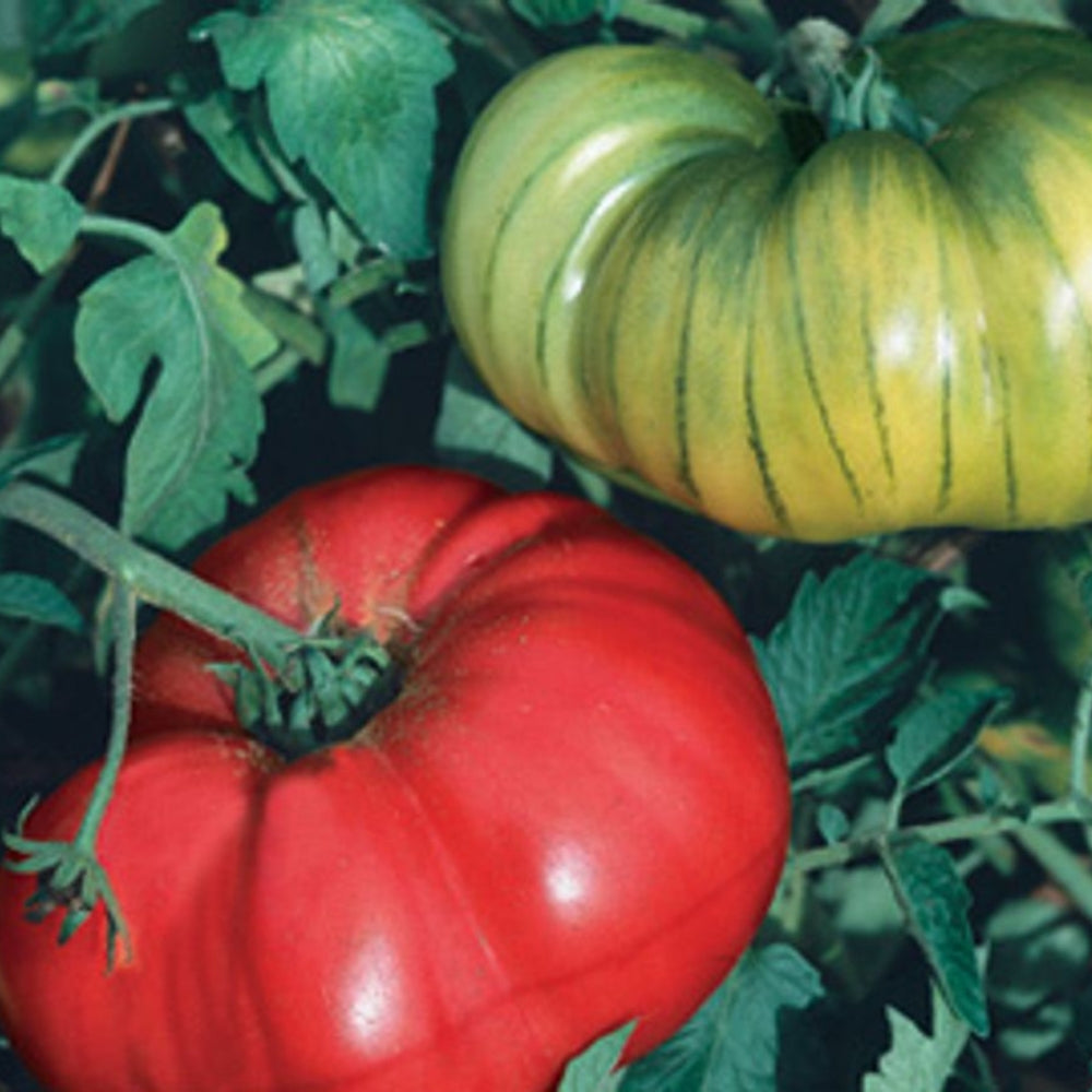 Tomato'rama – Watson's Greenhouse