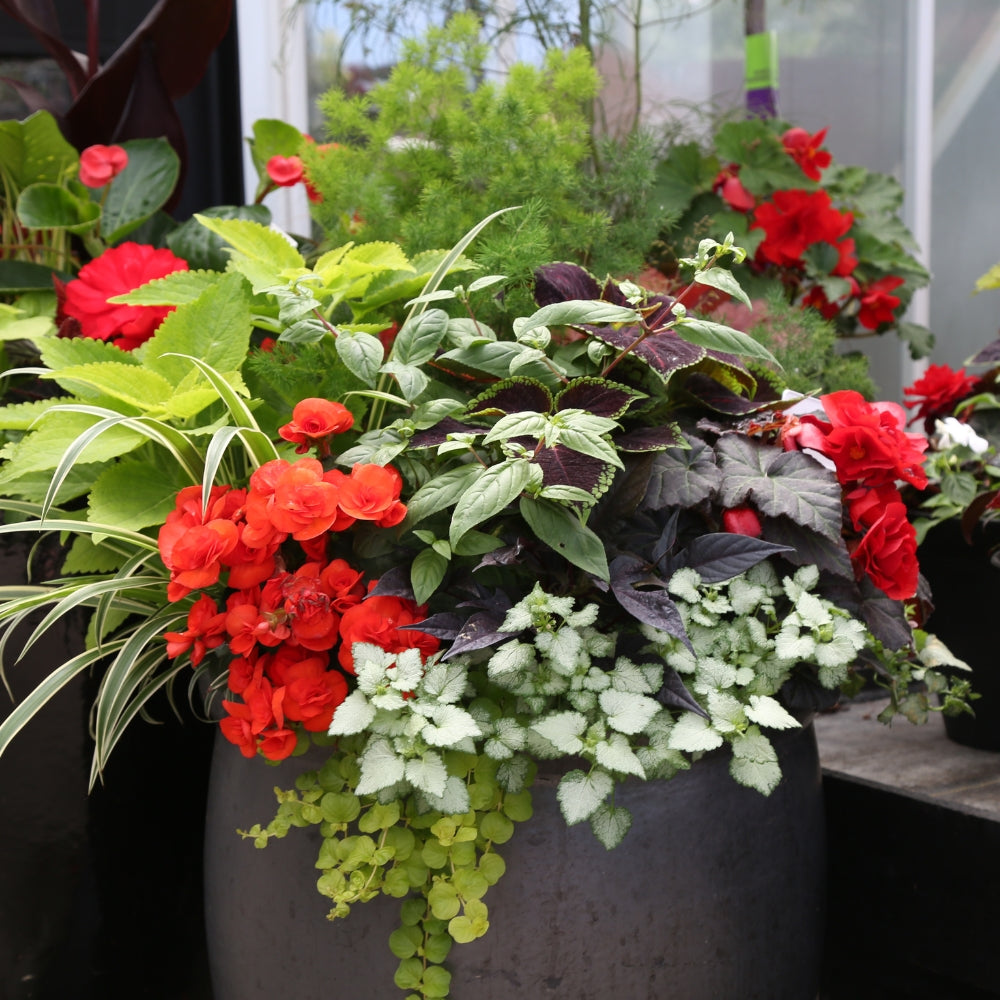 Watson's Greenhouse 