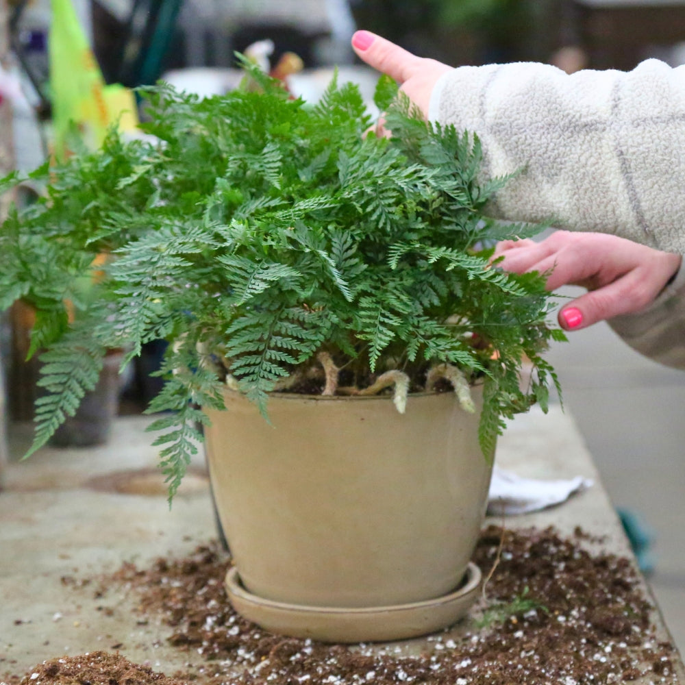Watson's Greenhouse 