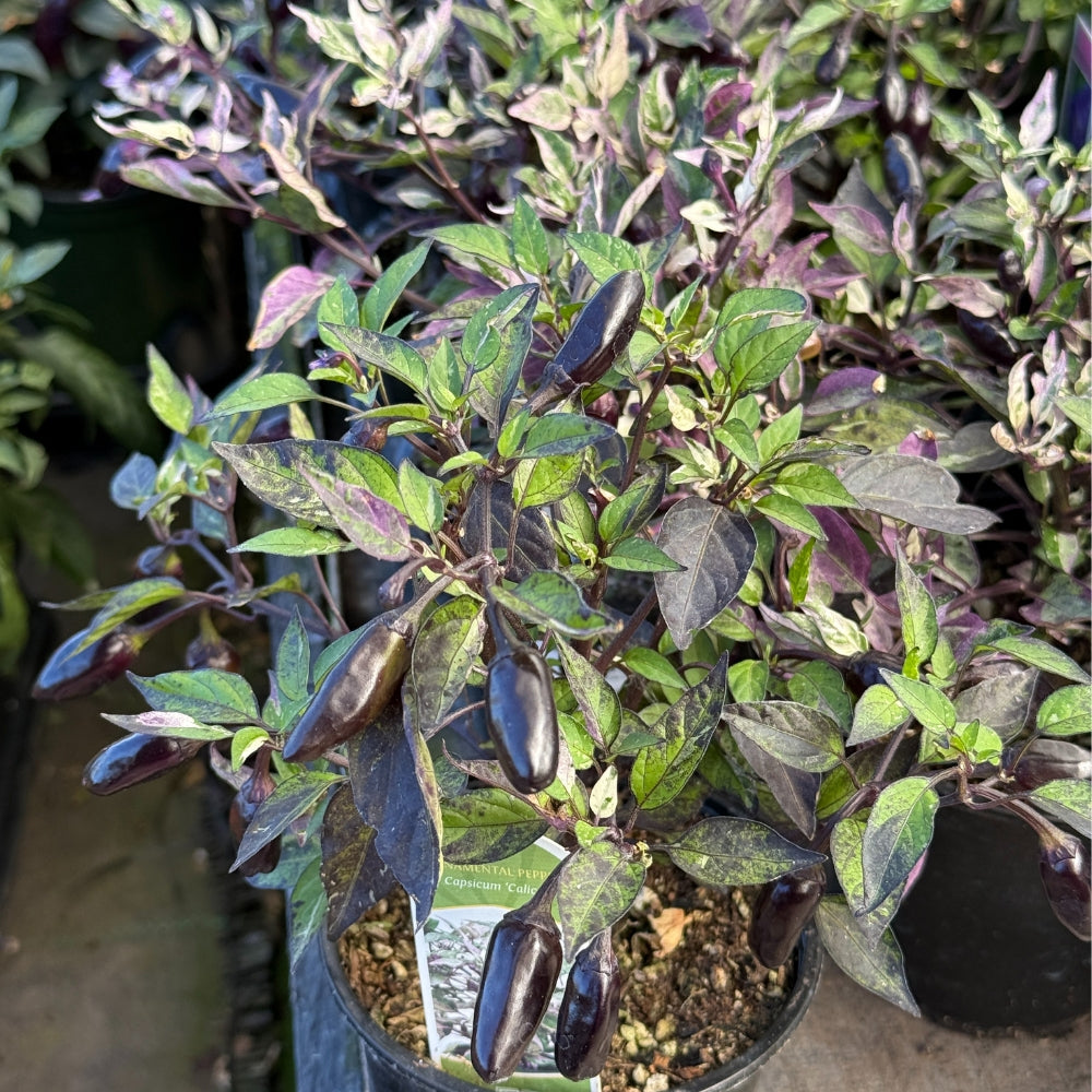 Watson's Greenhouse 