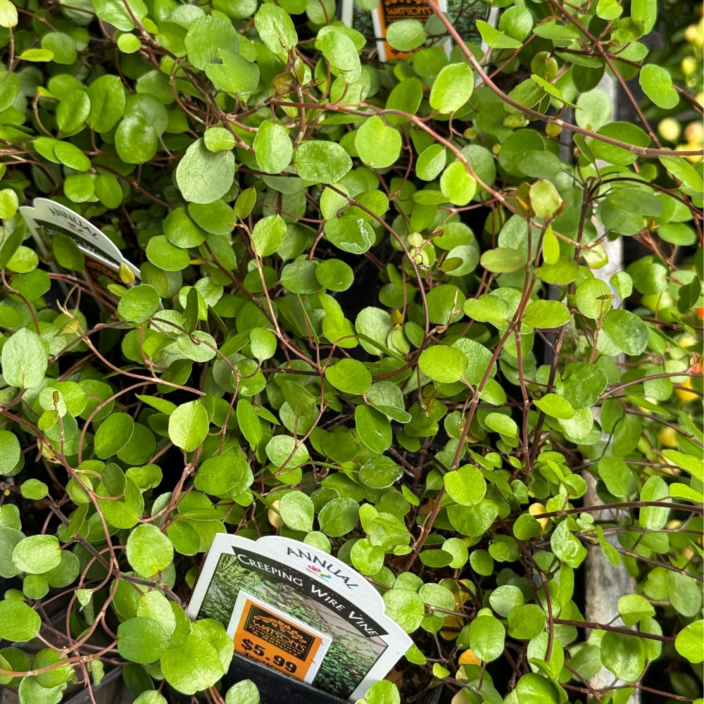 Muehlenbeckia Creeping Wire Vine 4”