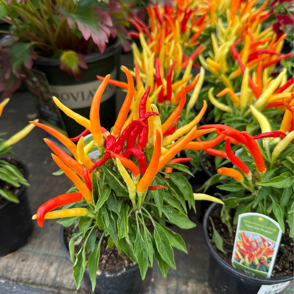 Watson's Greenhouse 