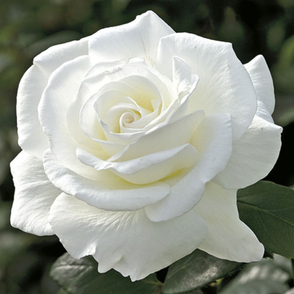 Hybrid Tea | Sugar Moon