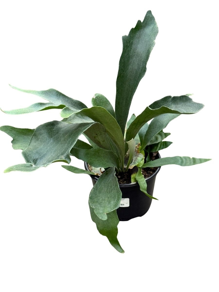 Fern Staghorn 6''