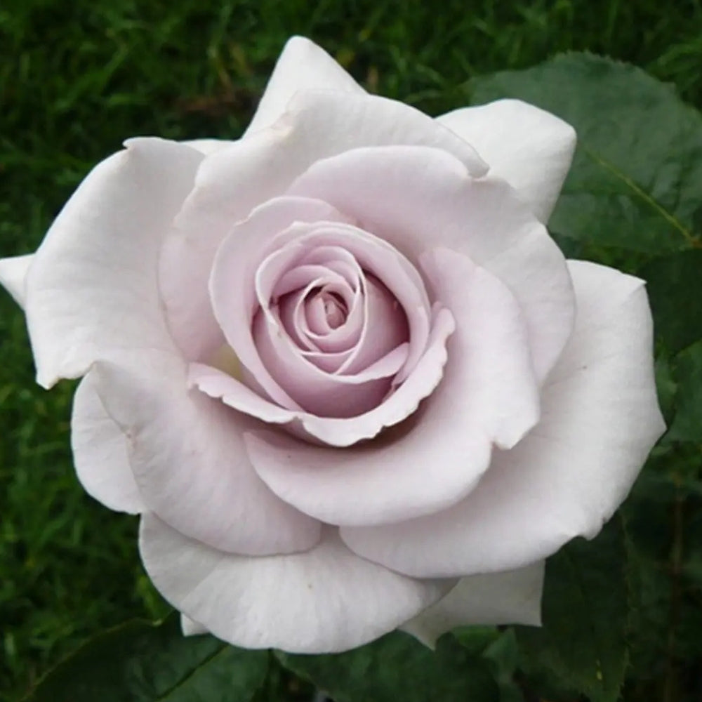 Hybrid Tea | Stainless Steel®